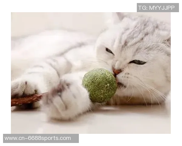 猫薄荷足球的奇妙冒险：探索猫咪与足球的欢乐世界